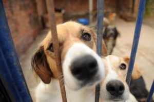 Leia mais sobre o artigo Em Manaus, delegacia virtual passa a registrar B.O. de maus-tratos contra animais