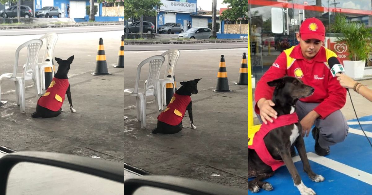 No momento, você está visualizando Cadela adotada vira ‘frentista’ em posto de combustíveis em Manaus