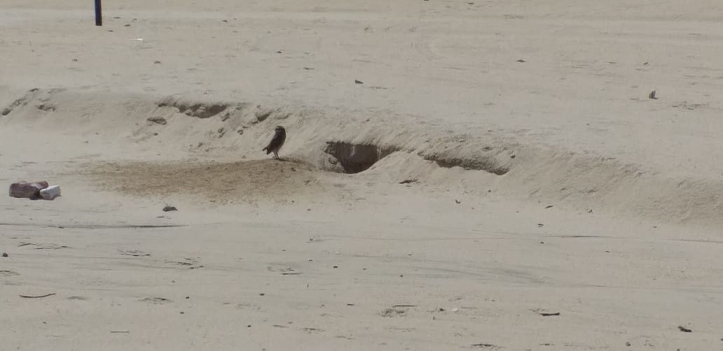 No momento, você está visualizando Casal de corujas escolhe praia da Ponta Negra para fazer ninho
