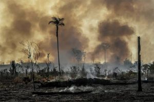 Leia mais sobre o artigo ONGs e agronegócio se unem contra o desmatamento da Amazônia