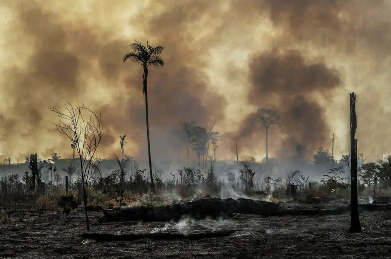 No momento, você está visualizando ONGs e agronegócio se unem contra o desmatamento da Amazônia