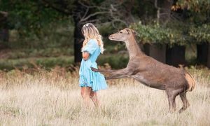 Leia mais sobre o artigo Veado ataca cantora que fazia sessão fotográfica em parque