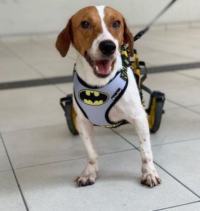Leia mais sobre o artigo Cão com deficiência é adotado para integrar atividades com crianças