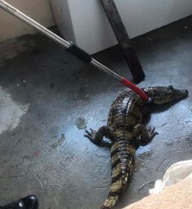 Leia mais sobre o artigo Jacaré é resgatado por moradores em Manaus
