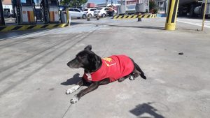 Leia mais sobre o artigo Cadela é contratada como ‘frentista’ de posto de gasolina em Manaus