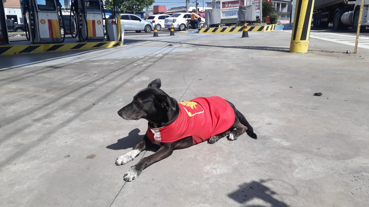 No momento, você está visualizando Cadela é contratada como ‘frentista’ de posto de gasolina em Manaus