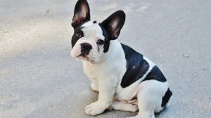 Leia mais sobre o artigo Em Curitiba, pesquisadores identificam primeiros cães com coronavírus no Brasil