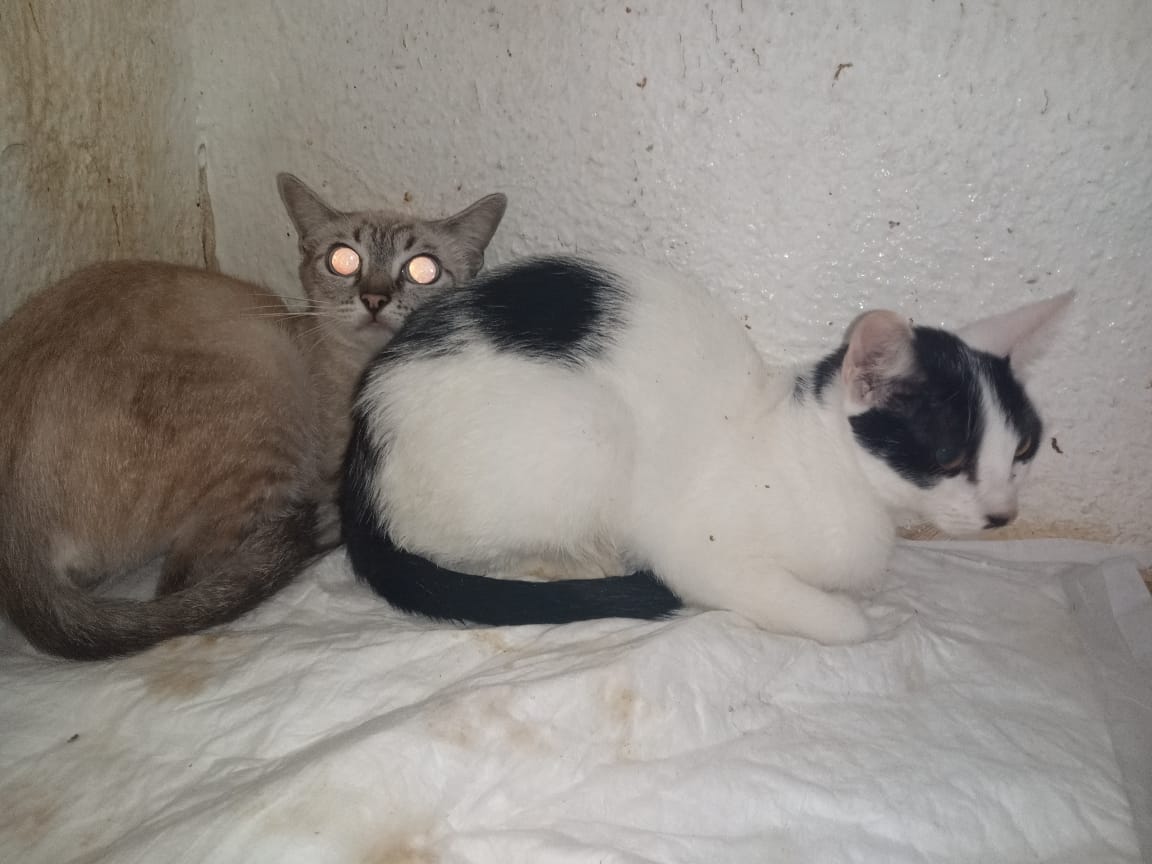 No momento, você está visualizando Cuidadora de gatos morre de Covid-19 e vizinhos tentam encontrar novos donos para 20 animais