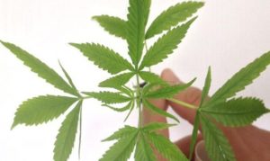 Leia mais sobre o artigo Congresso do México aprova lei que legaliza a maconha