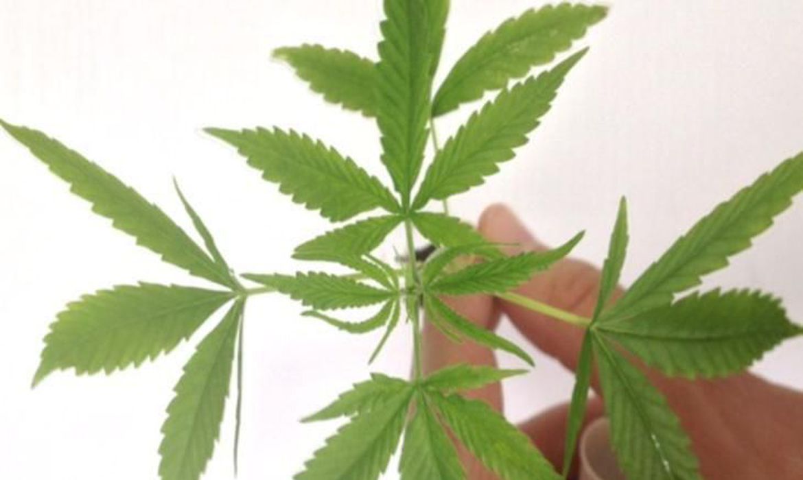 No momento, você está visualizando Congresso do México aprova lei que legaliza a maconha