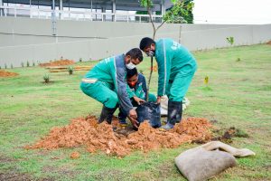 Leia mais sobre o artigo Complexo viário de Manaus ganha mudas de pau-brasil, árvore símbolo do país