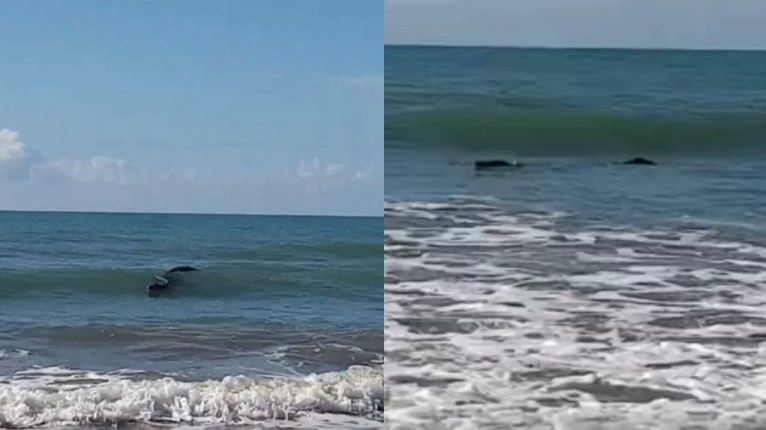 Leia mais sobre o artigo Pescador vê “tronco” flutuando no mar e se surpreende ao descobrir o que era