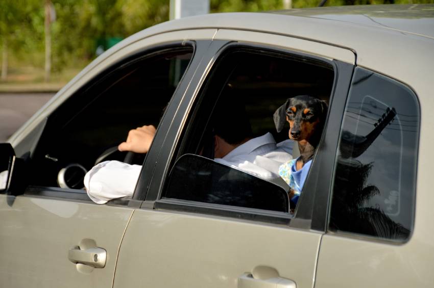 Leia mais sobre o artigo Em Manaus, aplicativo facilita vida dos donos que precisam transportar os pets