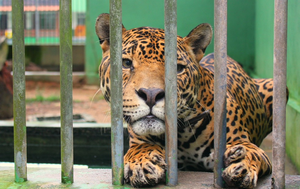 Leia mais sobre o artigo Zoológico do CIGS será reaberto para visitação nesta quinta-feira (3)