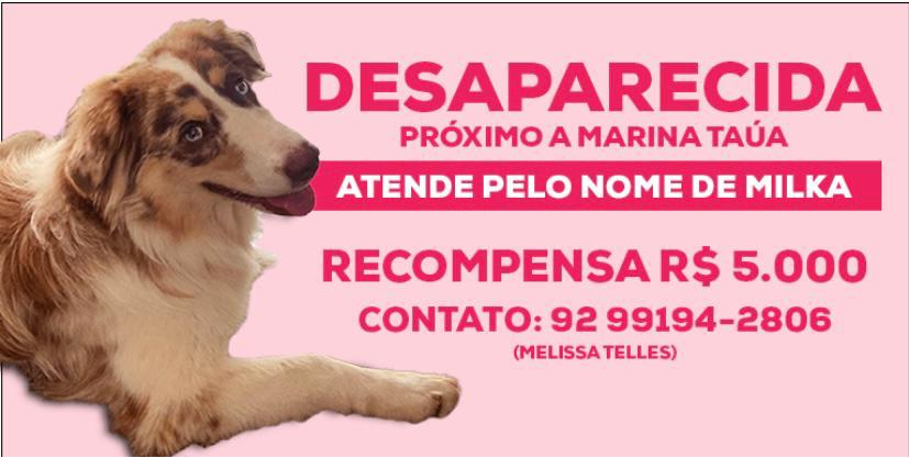 Leia mais sobre o artigo Família oferece recompensa de R$5 mil para quem encontrar cadela em Manaus