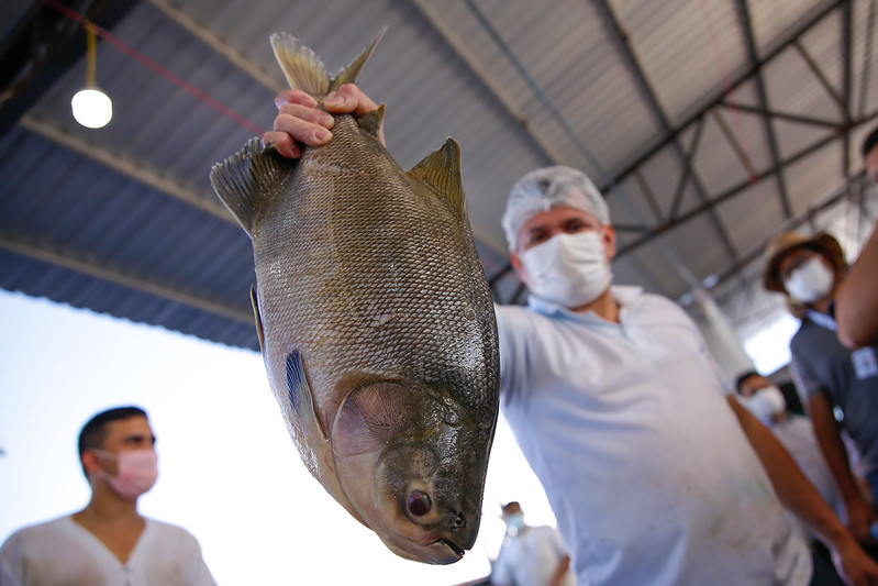 Leia mais sobre o artigo FVS restringe consumo de três espécies de peixe em Itacoatiara