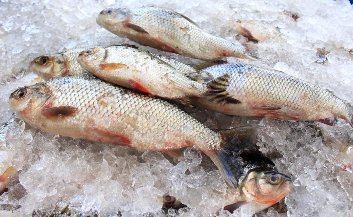 Leia mais sobre o artigo Não há restrição ao consumo de pescado oriundo de viveiro, conclui FVS
