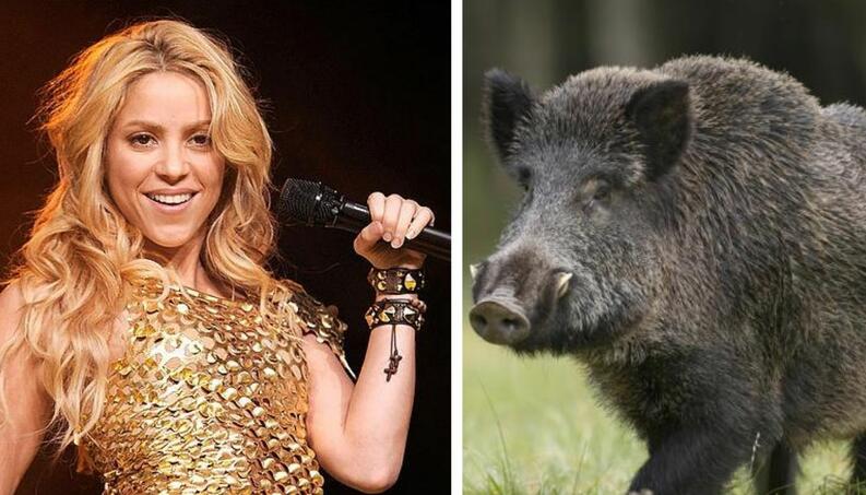 Leia mais sobre o artigo Em vídeo, Shakira relata que foi atacada por 2 javalis na Espanha
