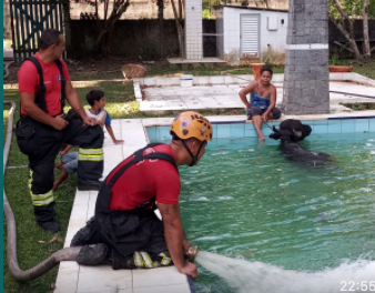 Leia mais sobre o artigo Búfalo é resgatado após cair em piscina de sítio no Amazonas
