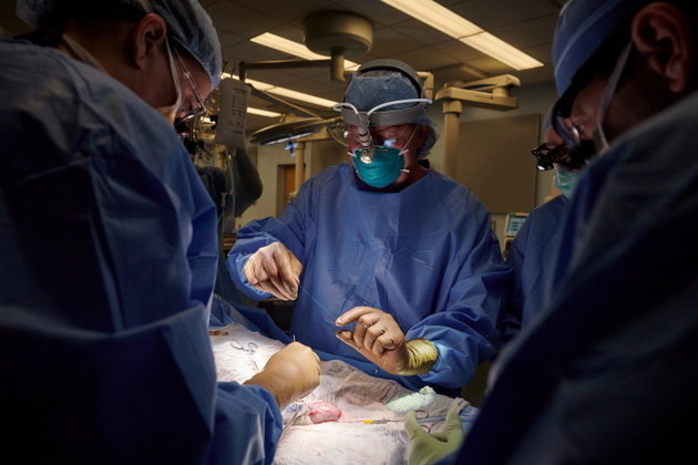 No momento, você está visualizando Com sucesso, médicos transplantam rim de porco em um humano