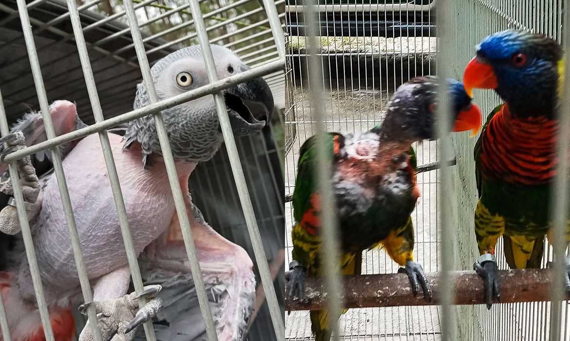 Leia mais sobre o artigo PF apreende animais silvestres que sofriam maus-tratos no RJ