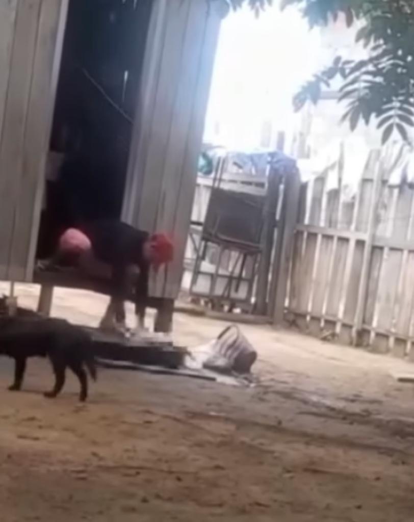 Leia mais sobre o artigo Gato é esquartejado a golpes de terçado no Amazonas; vídeo