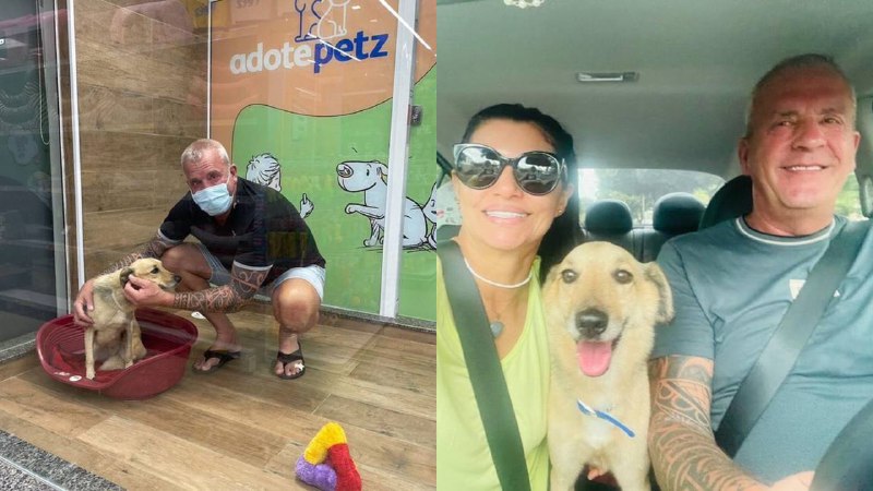 Leia mais sobre o artigo Turista se apaixona por cãozinho abandonado em Manaus e leva animal para Holanda