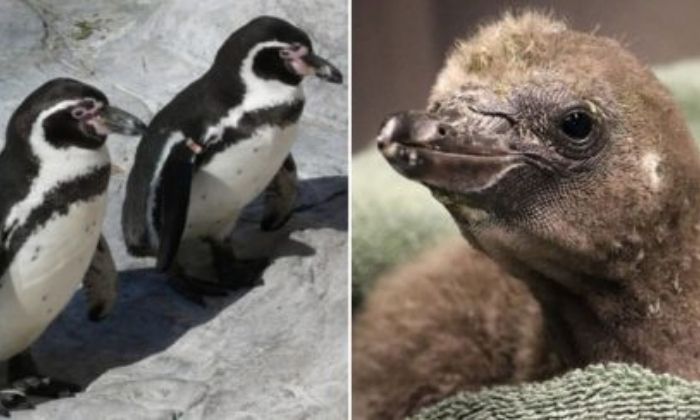 Leia mais sobre o artigo Pinguins do mesmo sexo viram pais adotivos em zoológico de Nova York