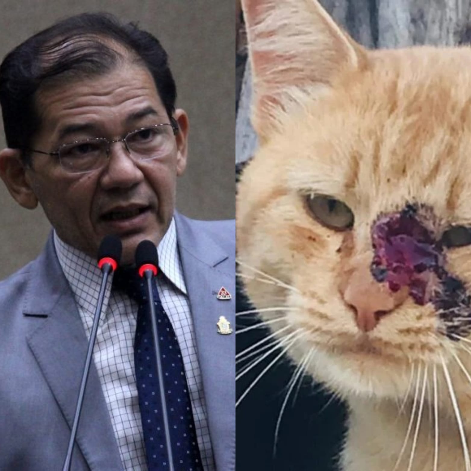 Leia mais sobre o artigo Vereador protetor revela que contraiu doença de gatos