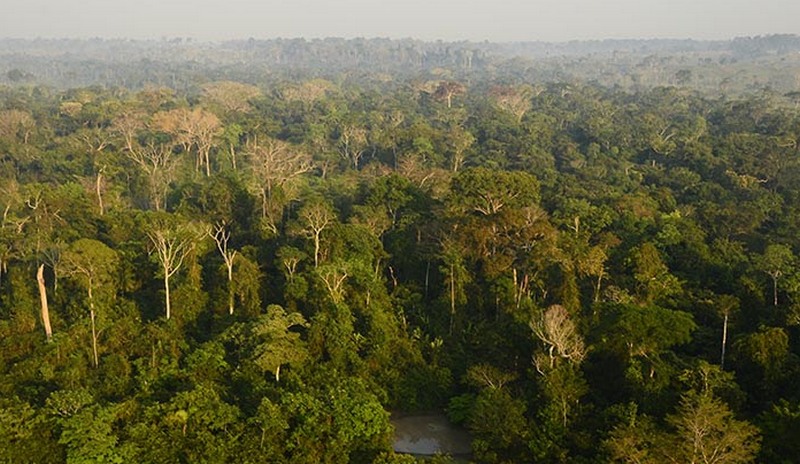 Leia mais sobre o artigo Florestas da Amazônia deverão ter explorações de madeiras