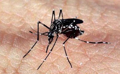 No momento, você está visualizando Estudo revela que Manaus possui 17 bairros em alta vulnerabilidade para doenças causadas pelo Aedes aegypti