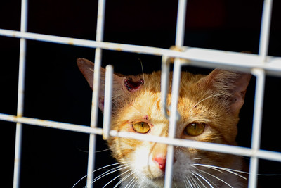 Leia mais sobre o artigo Gatos terão busca ativa de casos suspeitos de esporotricose