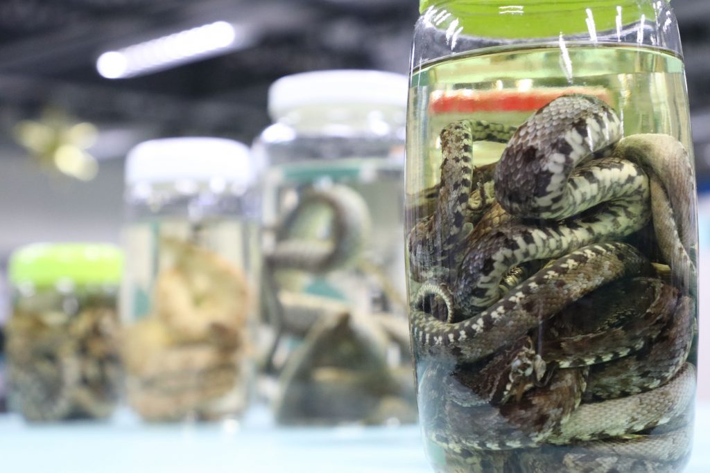 Leia mais sobre o artigo Acidentes por animais peçonhentos têm redução de 15% no Amazonas