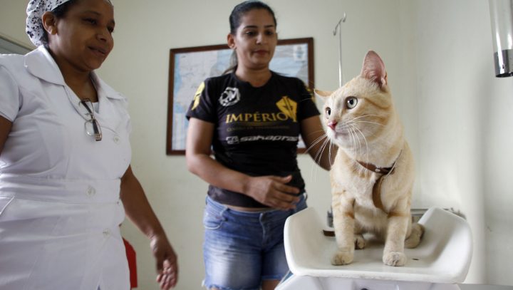 Leia mais sobre o artigo Centro de Zoonoses de Manaus divulga calendário para agendamento de castração de cães e gatos