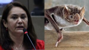 Leia mais sobre o artigo Vereadora quer inserir o “Festival dos Morcegos” no calendário oficial de Manaus