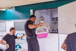 Leia mais sobre o artigo CCZ divulga calendário de agendamento para castração de cães e gatos entre outubro e dezembro
