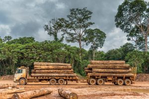 Leia mais sobre o artigo No Senado, MPF alerta para os efeitos nocivos da omissão do Estado no combate à exploração ilegal da Amazônia