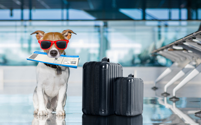 No momento, você está visualizando No Amazonas, Justiça autoriza viagem de cachorro com sua dona na cabine do avião