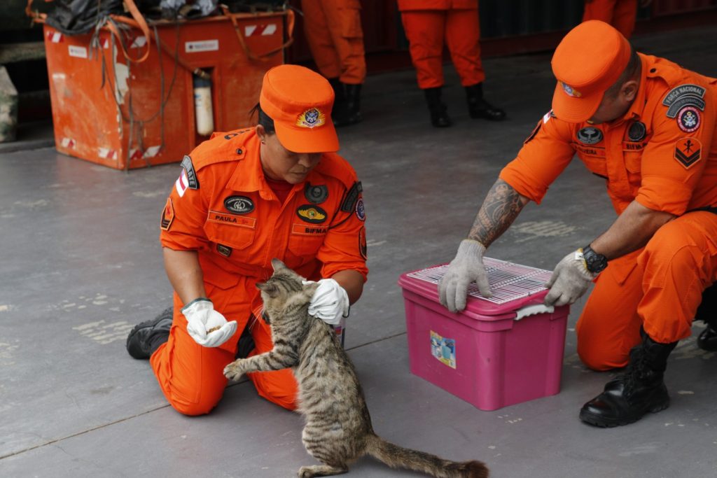 No momento, você está visualizando Em dez meses, Corpo de Bombeiros resgatou 138 animais domésticos em situação de risco em Manaus