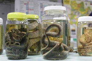 Leia mais sobre o artigo Serpentes, escorpiões e aranhas lideram acidentes com animais peçonhentos no Amazonas