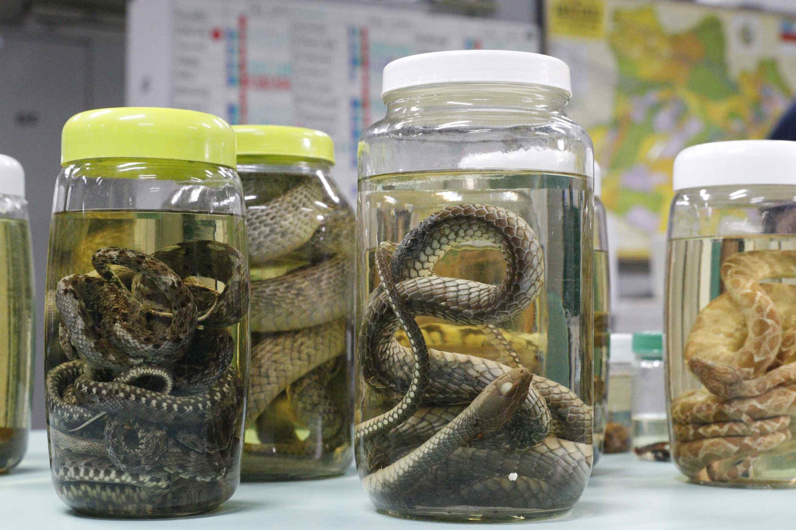 No momento, você está visualizando Serpentes, escorpiões e aranhas lideram acidentes com animais peçonhentos no Amazonas