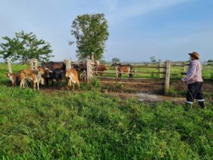 Leia mais sobre o artigo Brucelose: Pecuaristas devem vacinar bezerras, bovinas e bubalinas de 3 a 8 meses