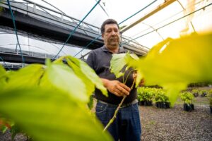 Leia mais sobre o artigo Governo do Amazonas apoia atualizações do Banco Ativo de Guaraná, da Embrapa Amazônia Ocidental