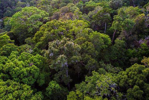 No momento, você está visualizando <strong>Amazonas fecha fevereiro com redução de 28,36% nos alertas de desmatamento emitidos em 2023</strong>