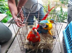 Leia mais sobre o artigo Mais de 20 animais silvestres usados como atração turística são apreendidos em hotel no Amazonas