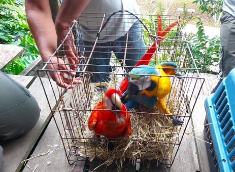 No momento, você está visualizando Mais de 20 animais silvestres usados como atração turística são apreendidos em hotel no Amazonas