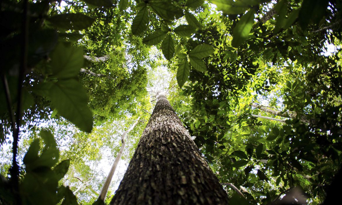 No momento, você está visualizando Alertas de desmatamento na Amazônia caem 68% em abril