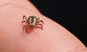 Leia mais sobre o artigo Saúde atualiza para 53 os casos de febre maculosa, com 8 mortes