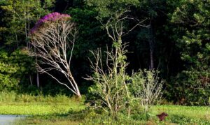 Leia mais sobre o artigo Brasil estoca no solo o equivalente a 70 anos de emissões de CO2