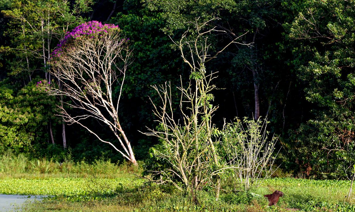No momento, você está visualizando Brasil estoca no solo o equivalente a 70 anos de emissões de CO2
